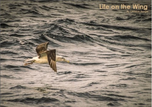 Life on the wing Title