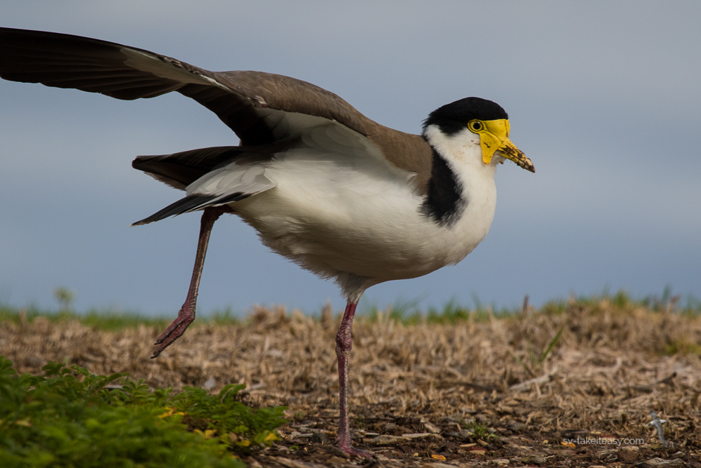 Masked lapwing