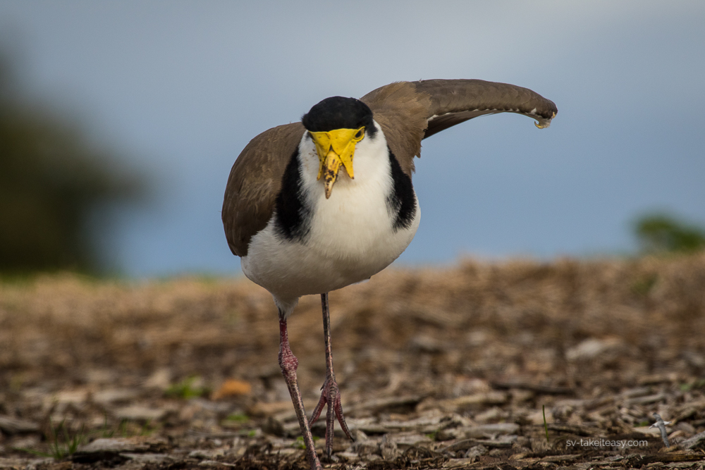 Masked lapwing