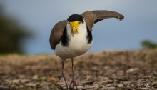 Masked lapwing