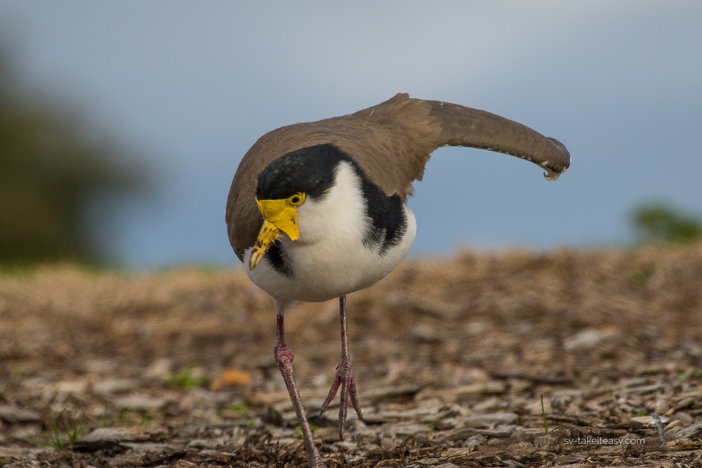 Masked lapwing