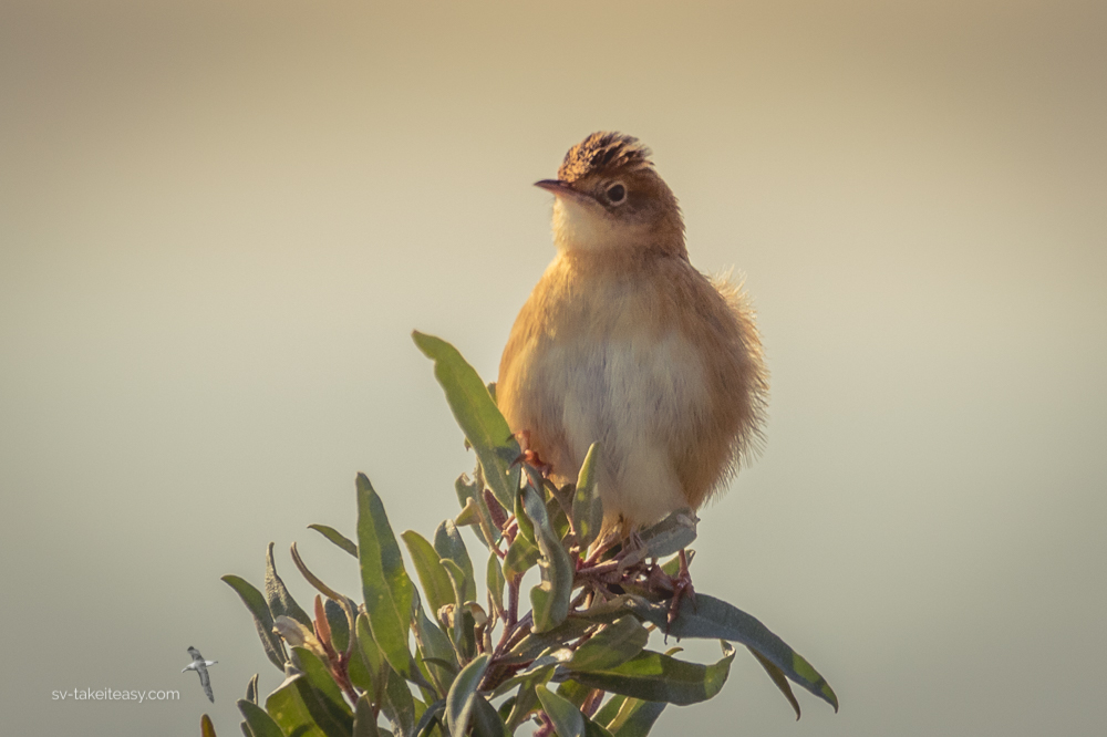 Golden-headed Cisticola
