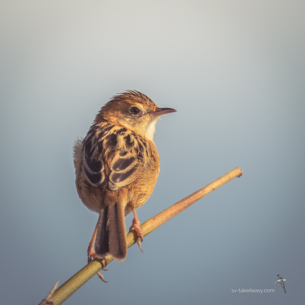 Golden-headed Cisticola