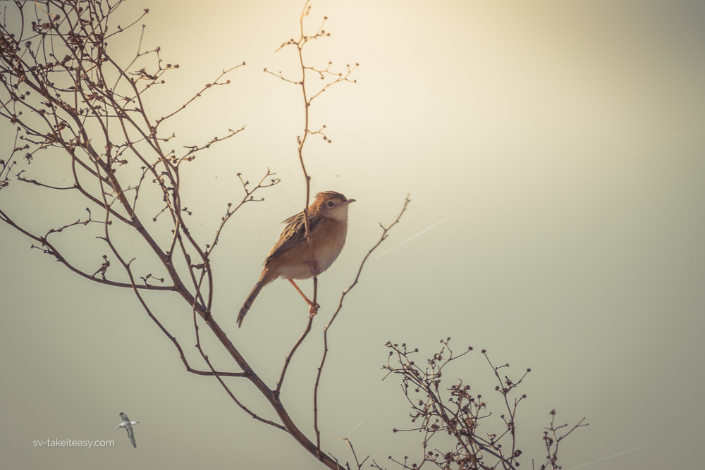 Golden-headed Cisticola
