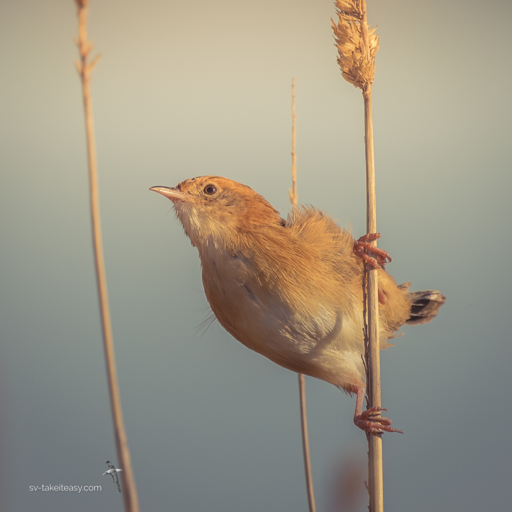Golden-headed Cisticola