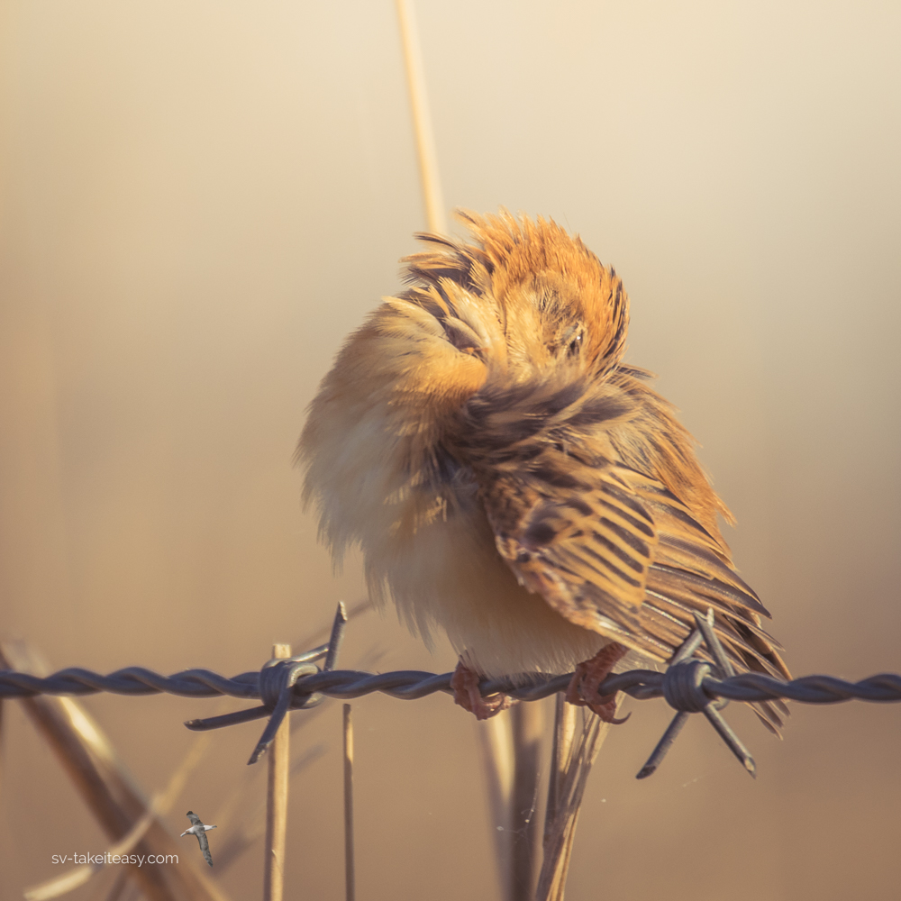 Golden-headed Cisticola preening