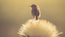 Golden-headed Cisticola on thistle head