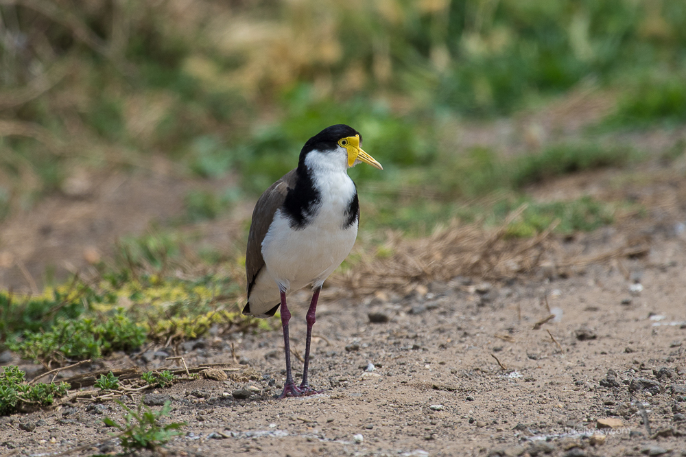 Masked lapwing