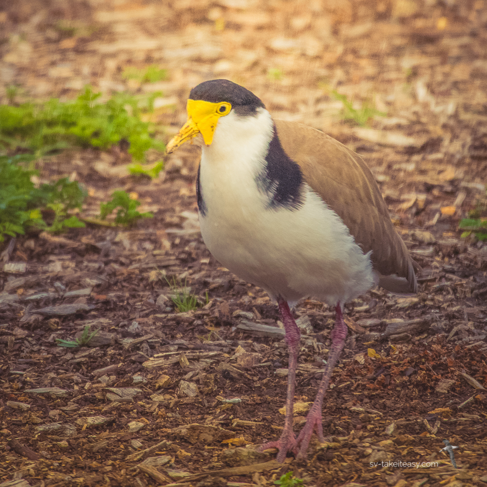 Masked Lapwing