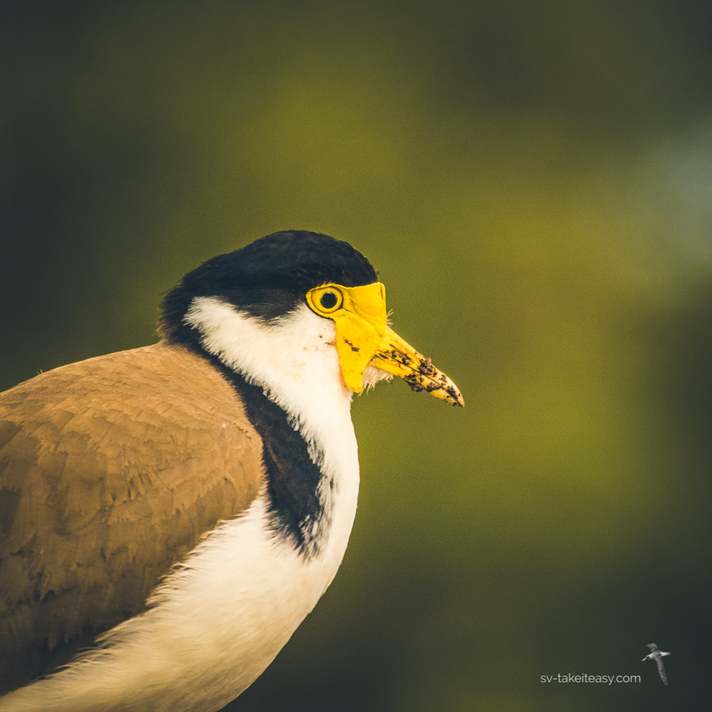 Masked Lapwing