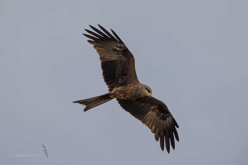 Black Kite in flight