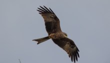Black Kite in flight
