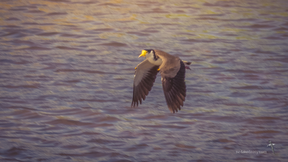 Masked Lapwing in flight