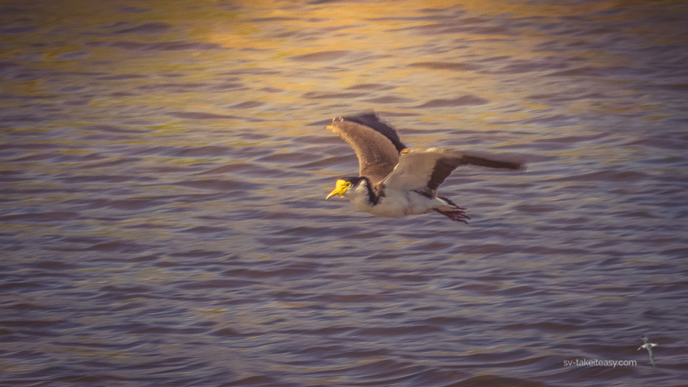 Masked Lapwing in flight