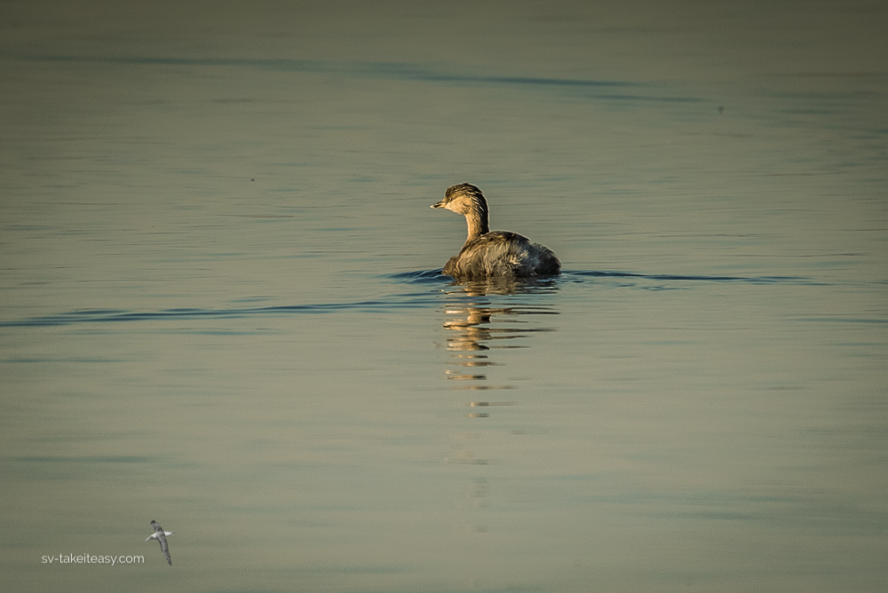 Hoary-headed Grebe