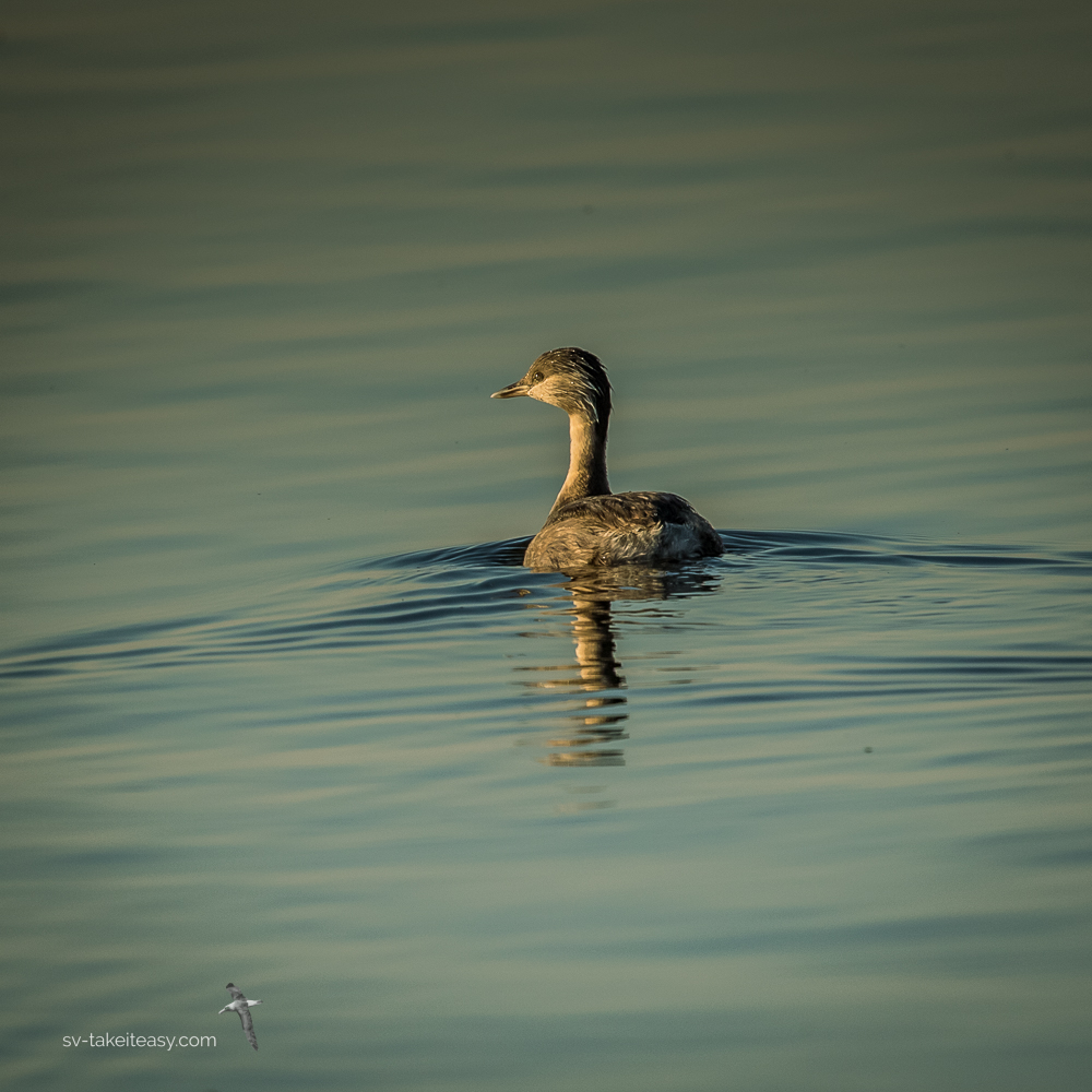 Hoary-headed Grebe