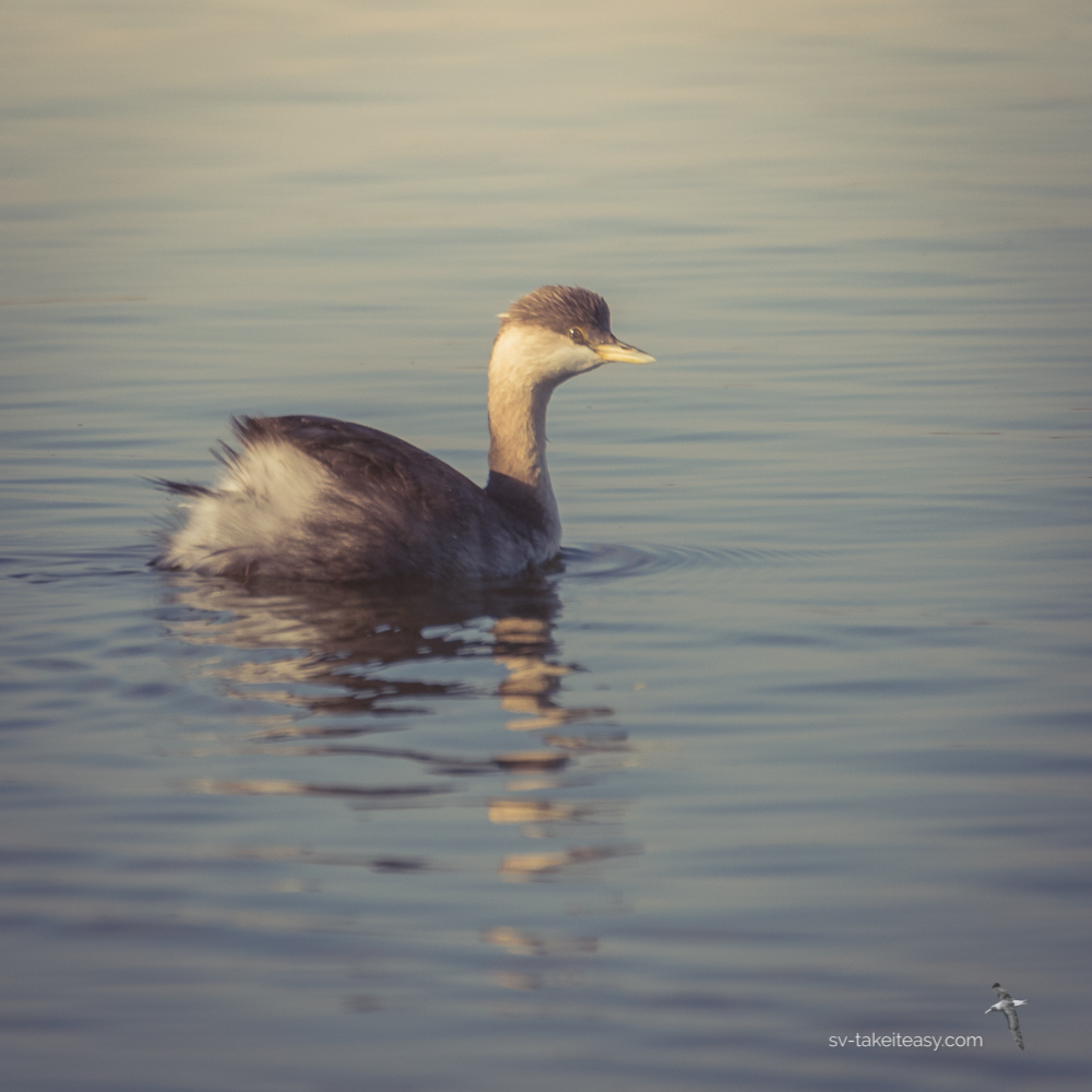 Hoary-headed Grebe