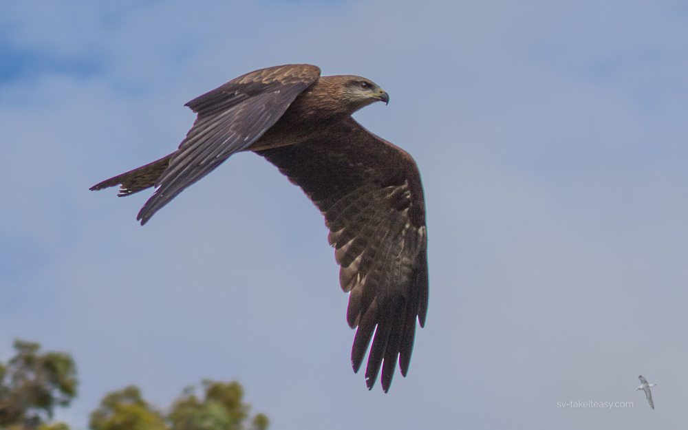 Black Kite in flight