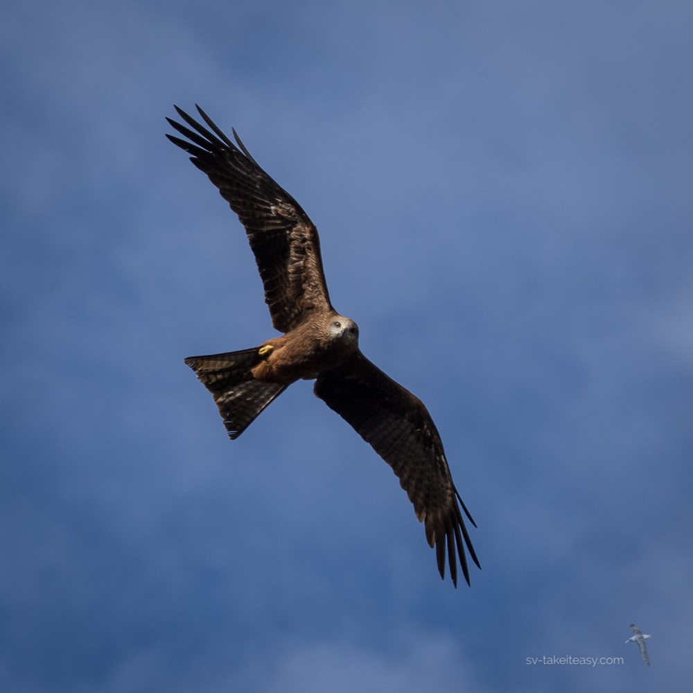 Black Kite in flight