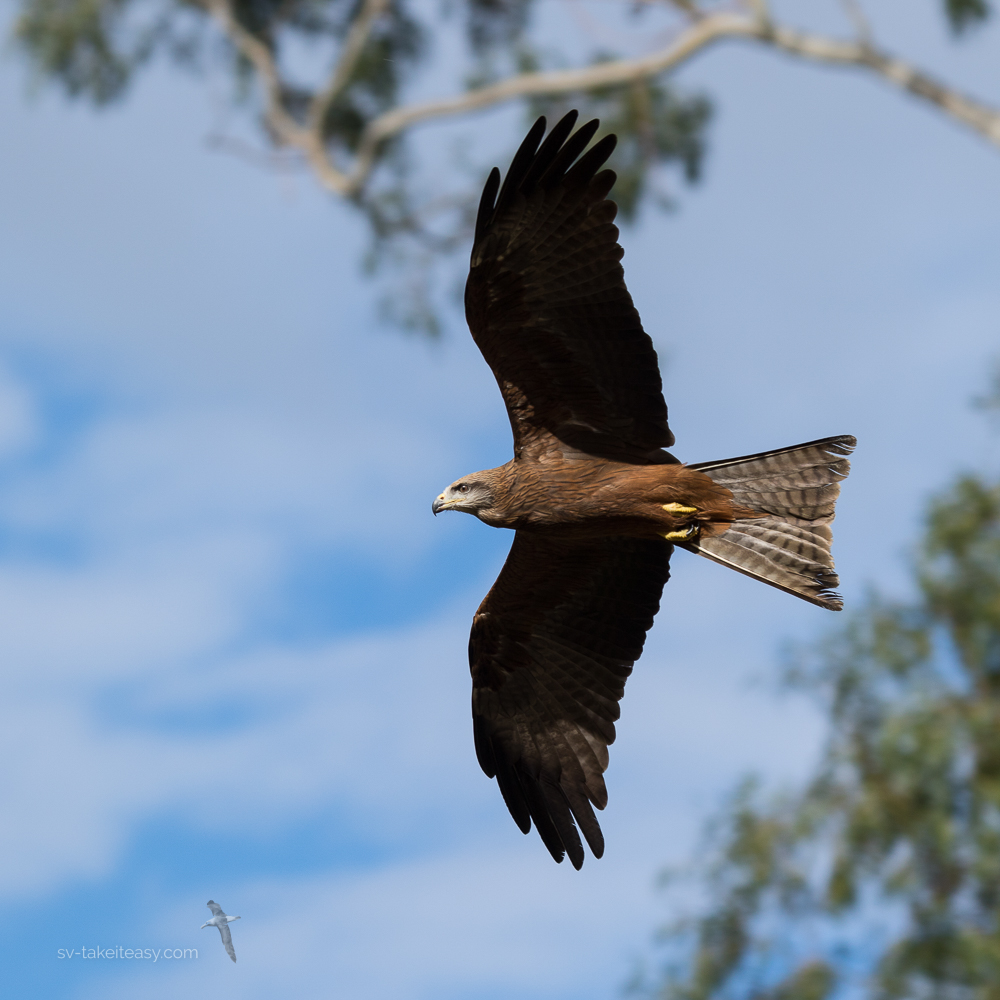 Black Kite in flight