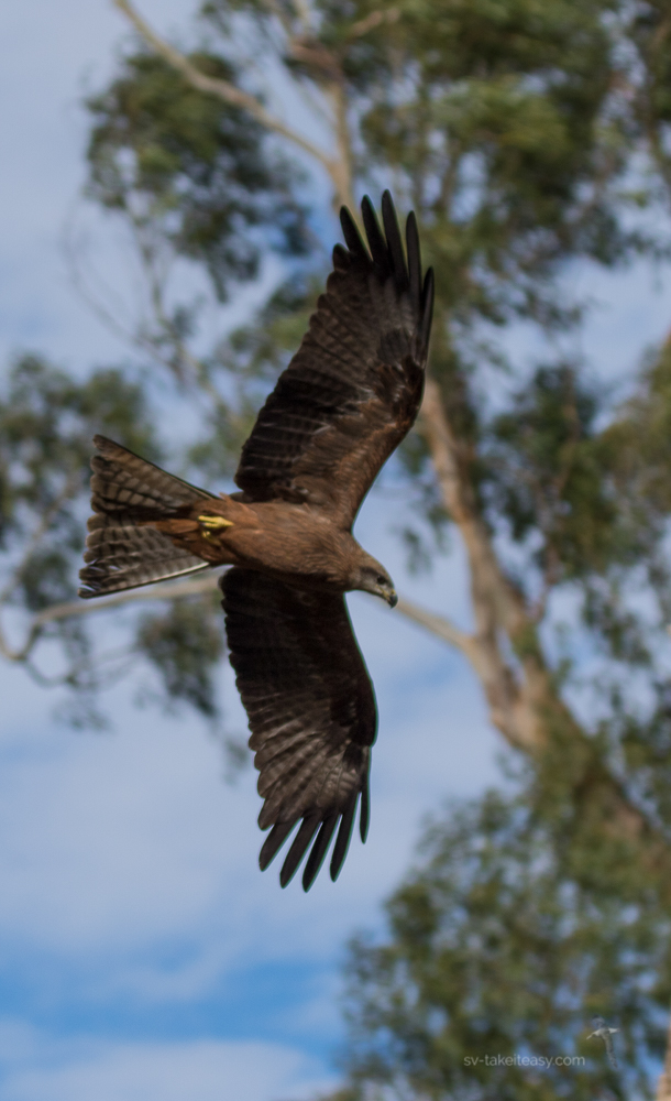 Black Kite in flight