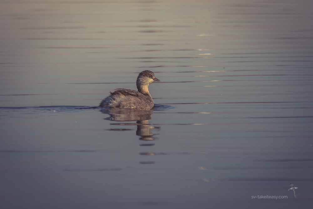 Hoary-headed Grebe