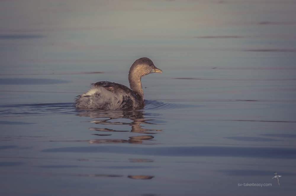 Hoary-headed Grebe