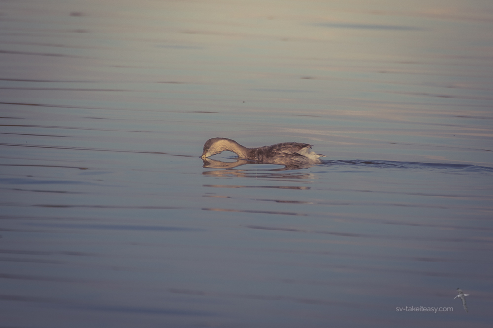 Hoary-headed Grebe feeding on the surface