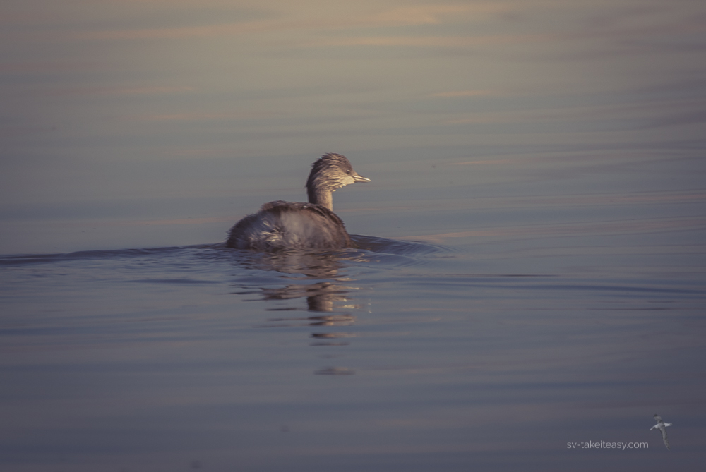 Hoary-headed Grebe