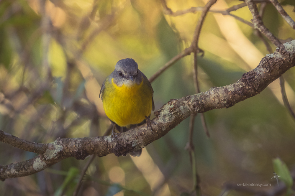 Eastern Yellow Robin