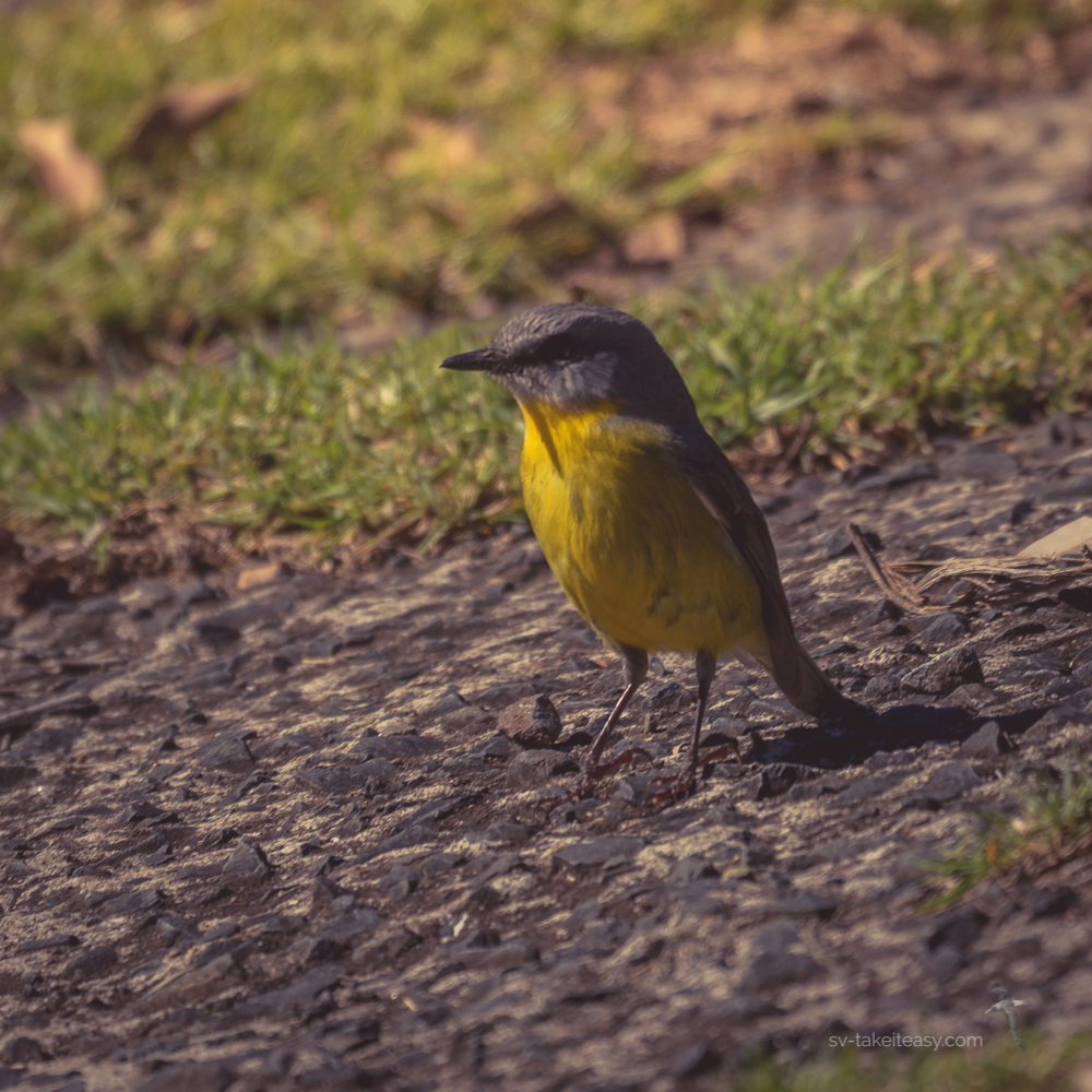 Eastern Yellow Robin