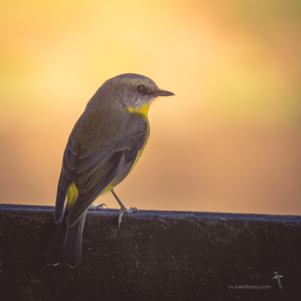 Eastern Yellow Robin