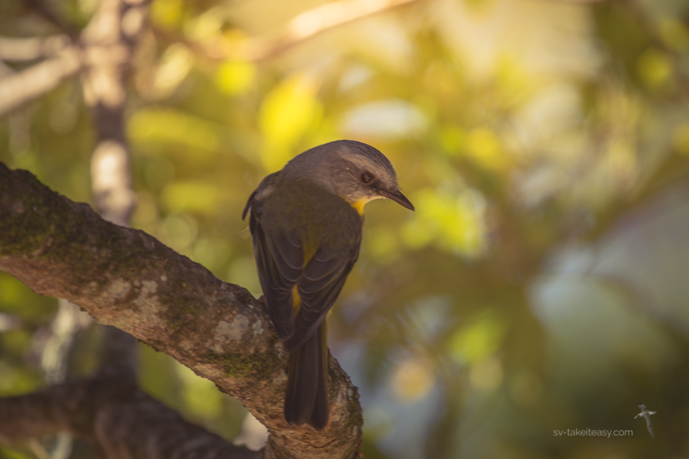 Eastern Yellow Robin