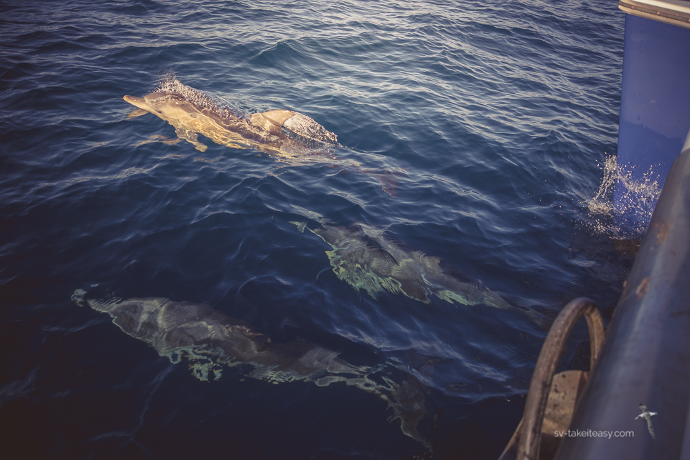 Dolphins at our bows