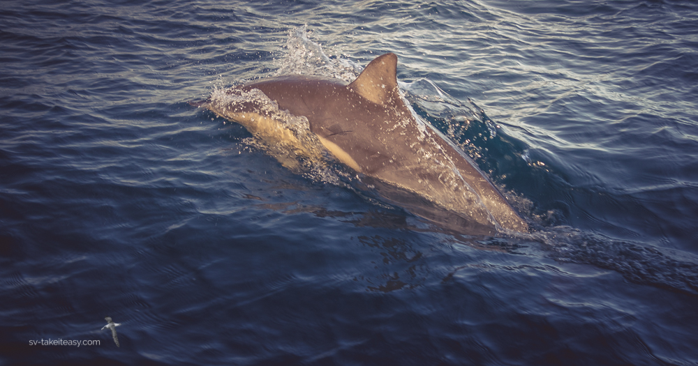 Dolphin at our bow