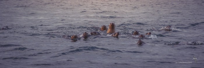 Australian Fur Seals