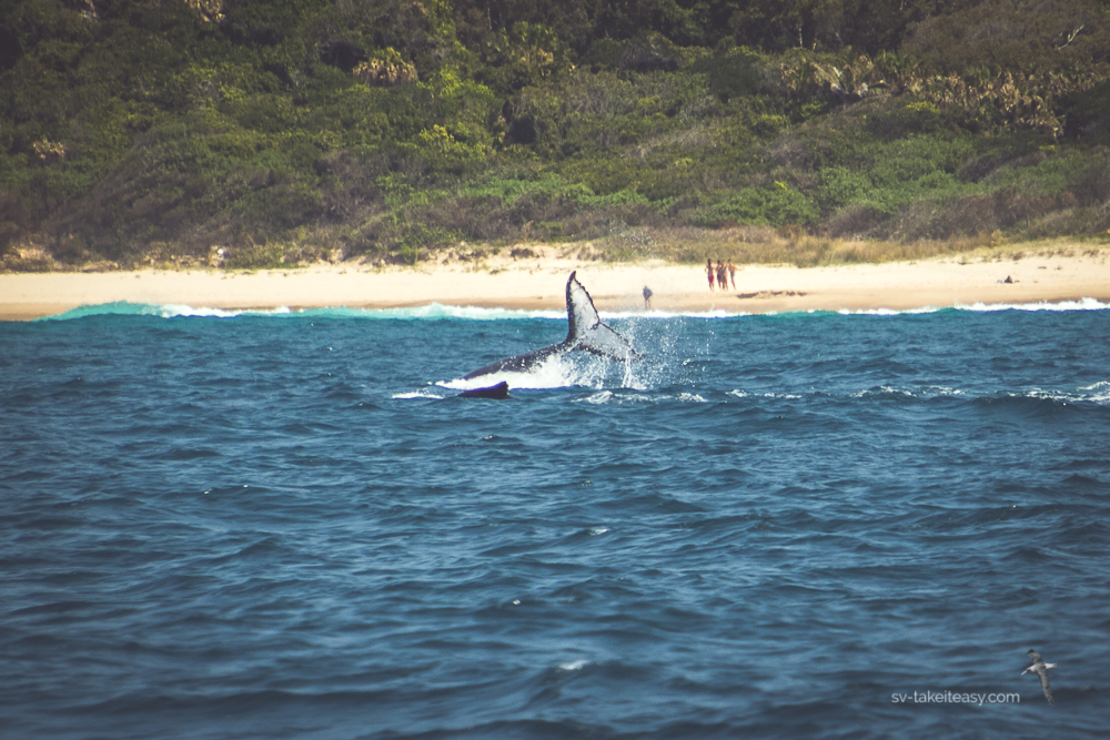 Tail Lop of Humpback Whale