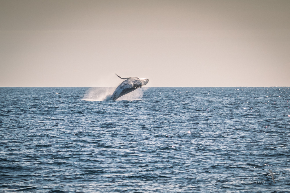Humpback Whale breaching