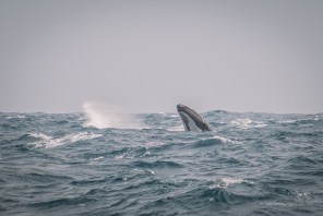 Humpback Whale Spyhopping