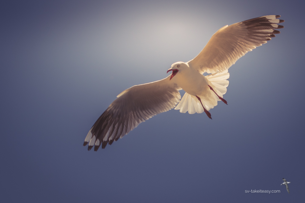 Silver gull in flight