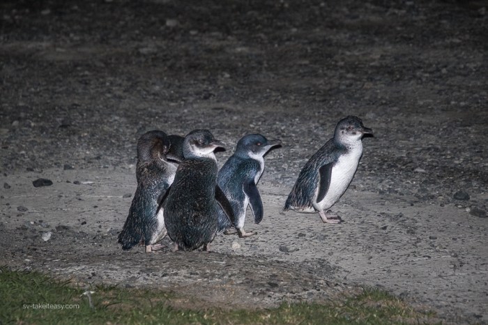 TAS 2018 - King Is.-1369.jpg