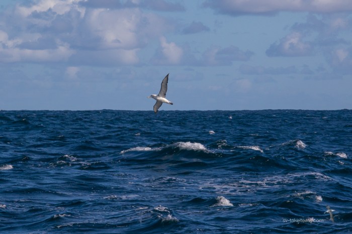 TAS 2018 - King Is.-1487.jpg