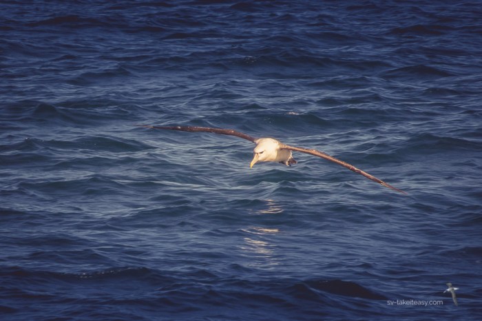 TAS 2018 - West Coast-1597.jpg