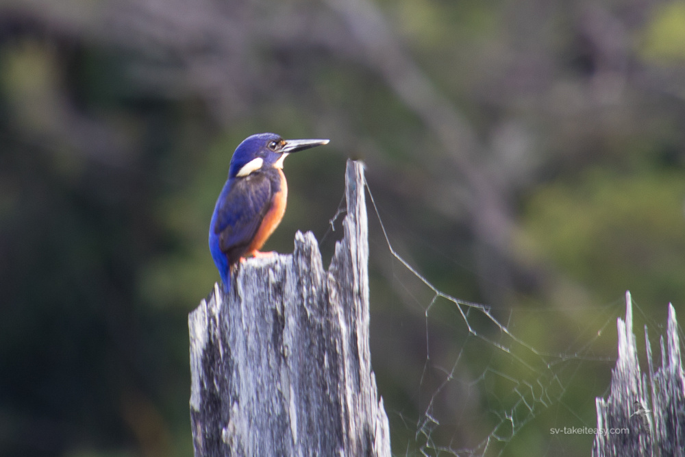 Azure Kingfisher