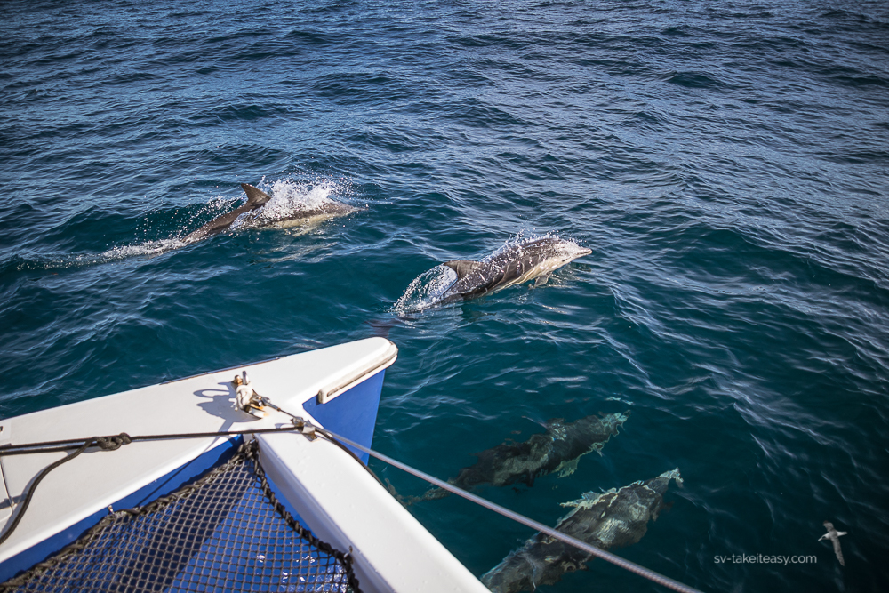 Dolphins at our bow