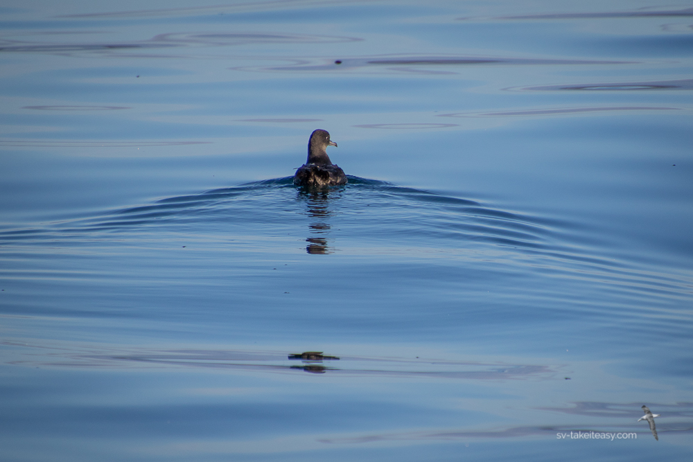 Short-tailed Shearwater
