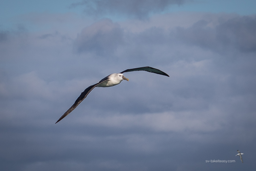 Shy Albatross