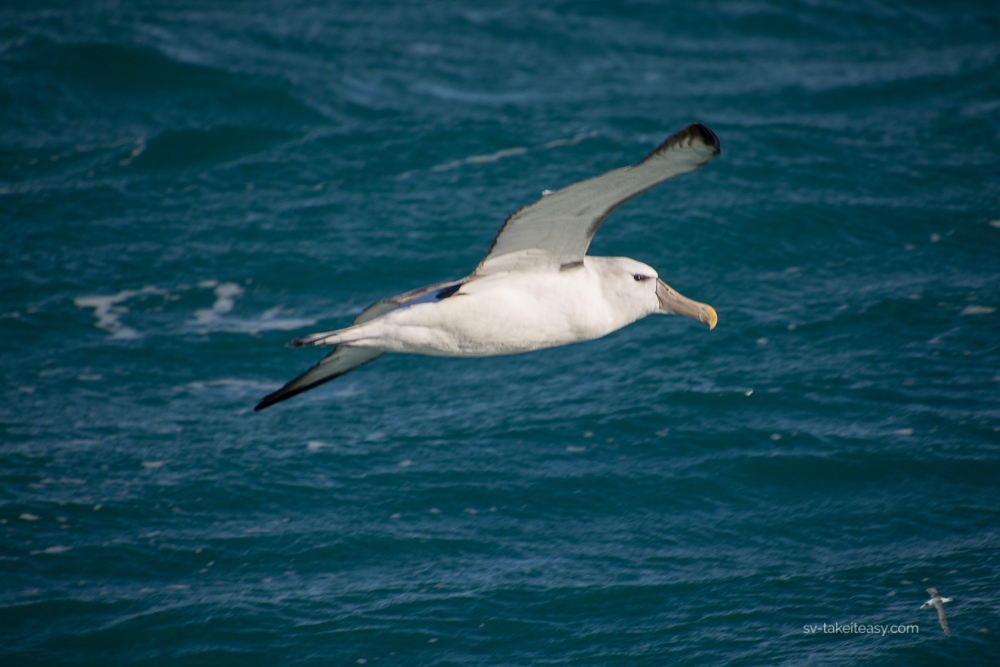 Shy Albatross
