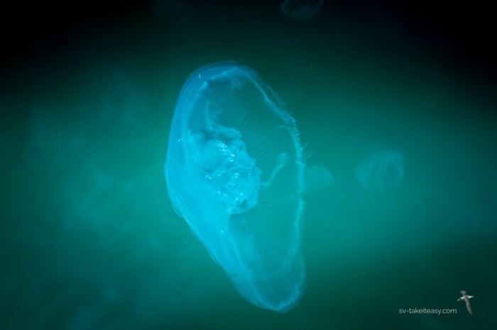 Gippsland Lakes -4760