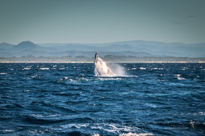 Mid North Coast -6685